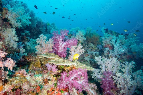 Fototapeta Naklejka Na Ścianę i Meble -  Hin Daeng Reefscape