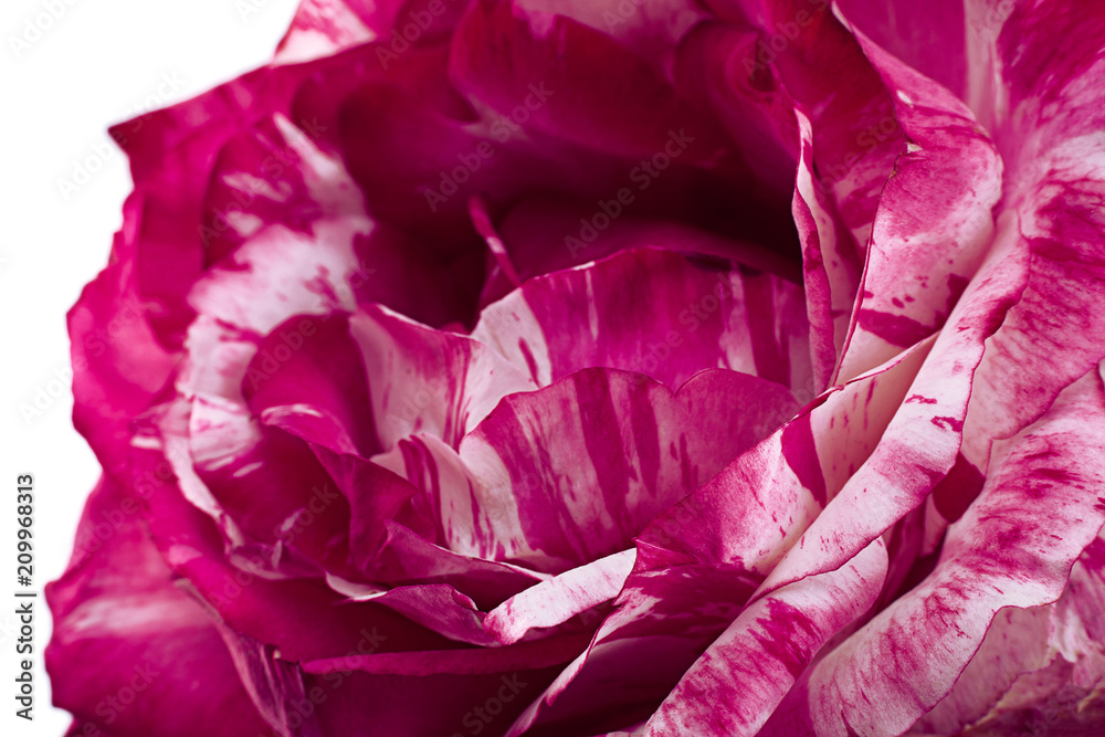 Striped pink rose closeuo background Striped pink rose closeuo background