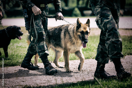 Soldier with military working dog. photo