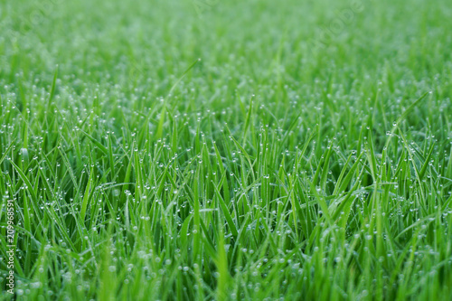 Green grass with,water drops