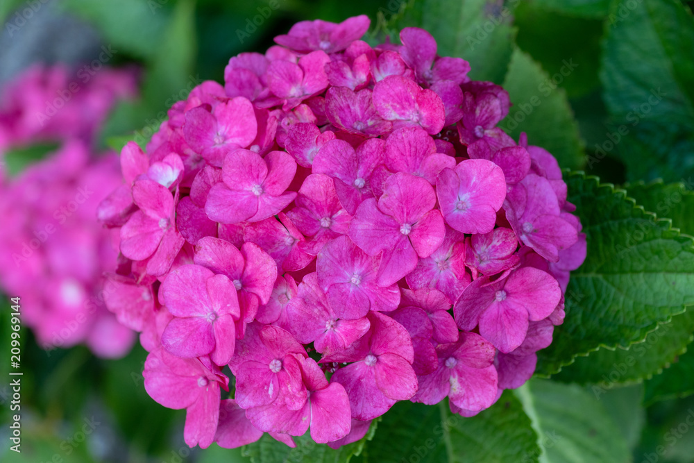 Hydrangea at Hattori Farm in Mobara City, Chiba Prefecture, Japan / Hattori farm is a famous place called a hydrangea mansion Hydrangea at Hattori Farm in Mobara City, Chiba Prefecture, Japan / Hattori farm is a famous place called a hydrangea mansion