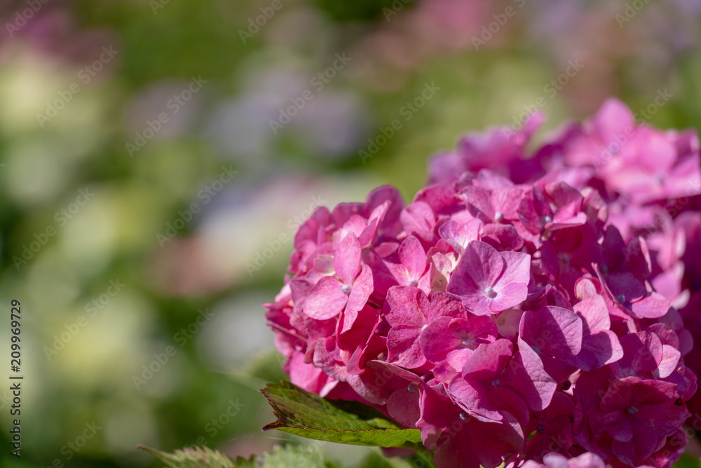 Hydrangea at Hattori Farm in Mobara City, Chiba Prefecture, Japan / Hattori farm is a famous place called a hydrangea mansion Hydrangea at Hattori Farm in Mobara City, Chiba Prefecture, Japan / Hattori farm is a famous place called a hydrangea mansion