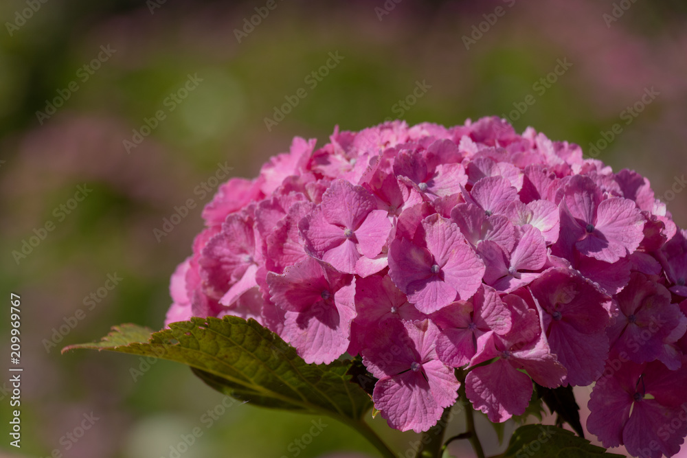 Hydrangea at Hattori Farm in Mobara City, Chiba Prefecture, Japan / Hattori farm is a famous place called a hydrangea mansion Hydrangea at Hattori Farm in Mobara City, Chiba Prefecture, Japan / Hattori farm is a famous place called a hydrangea mansion