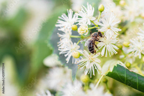 Bee pollinates the linden flowers. Honey bee in lime branches. Closeup  selective focus