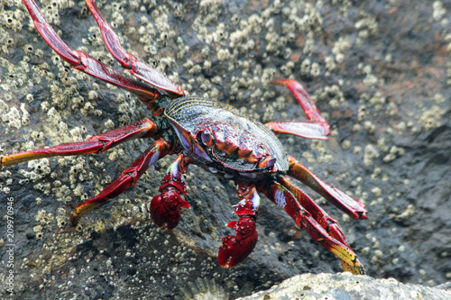 TIERE_4818_rote_Klippenkrabbe photo