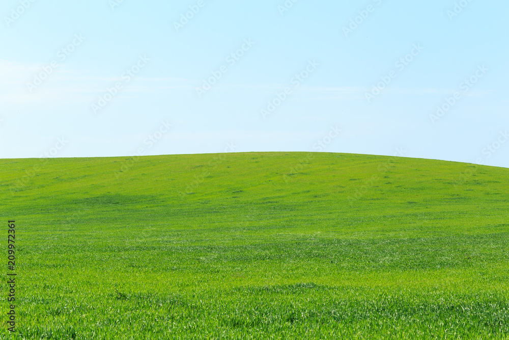 Fototapeta premium beautiful Green field