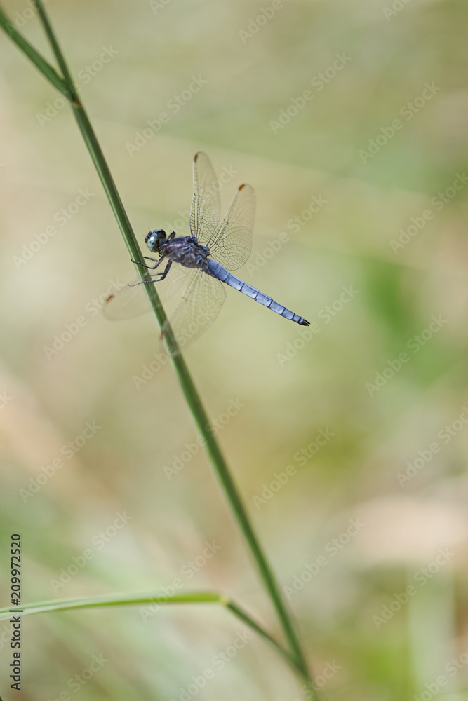 dragonfly in nature dragonfly in nature