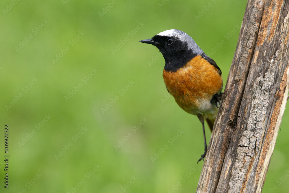 Female of Common redstart. Phoenicurus phoenicurus Female of Common redstart. Phoenicurus phoenicurus