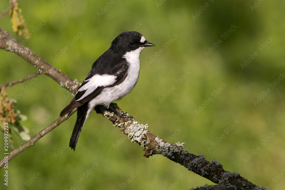 Pied flycatcher. Ficedula hypoleuca Pied flycatcher. Ficedula hypoleuca
