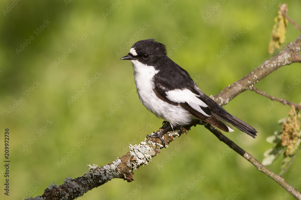 Male of Pied flycatcher in mating season. Ficedula hypoleuca Male of Pied flycatcher in mating season. Ficedula hypoleuca