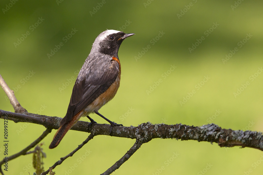 Common redstart. Phoenicurus phoenicurus Common redstart. Phoenicurus phoenicurus