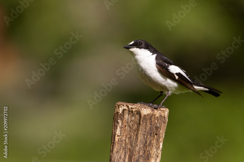 Pied flycatcher. Ficedula hypoleuca