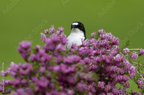 Pied flycatcher. Ficedula hypoleuca photo