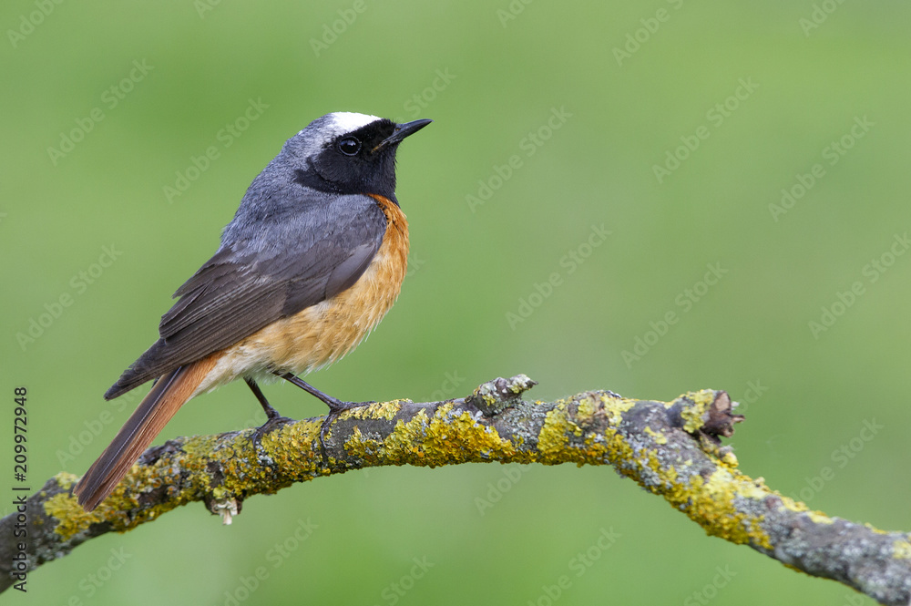 Obraz premium Common redstart. Phoenicurus phoenicurus