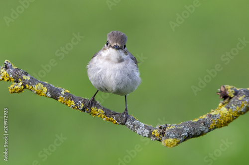 Female of Pied flycatcher in mating season. Ficedula hypoleuca photo