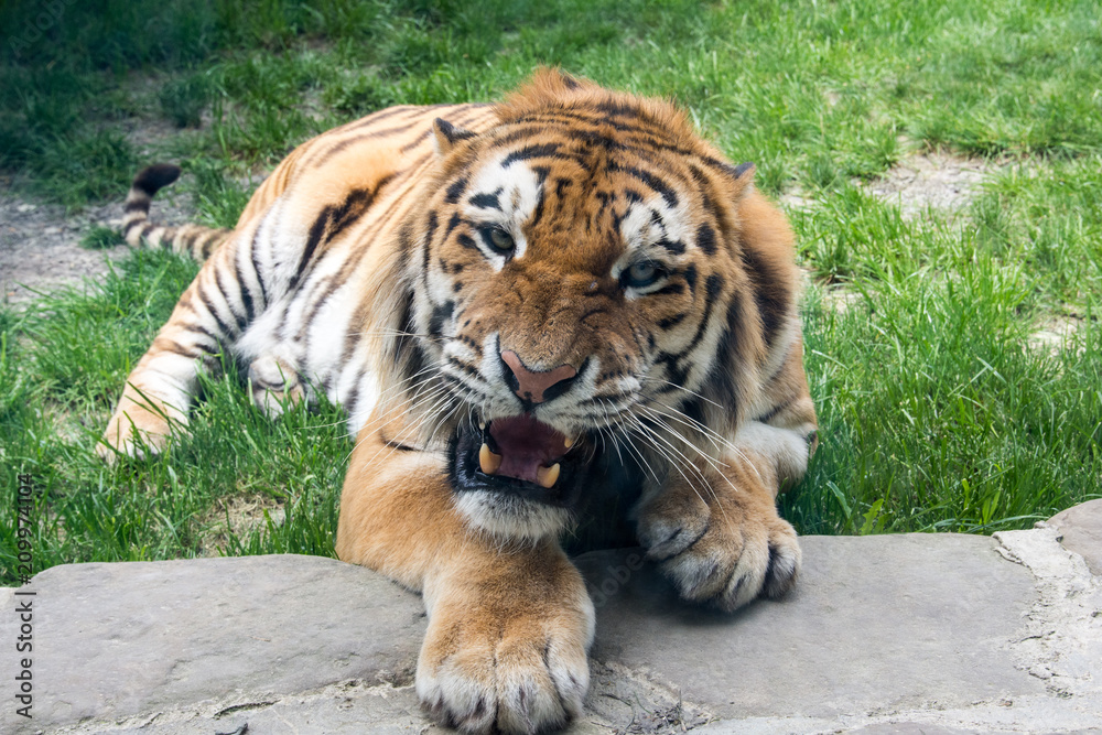 Tiger close-up lies on the grass Tiger close-up lies on the grass