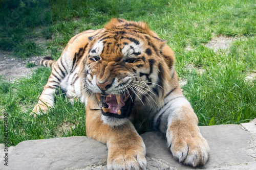 Tiger close-up lies and rocks on the grass