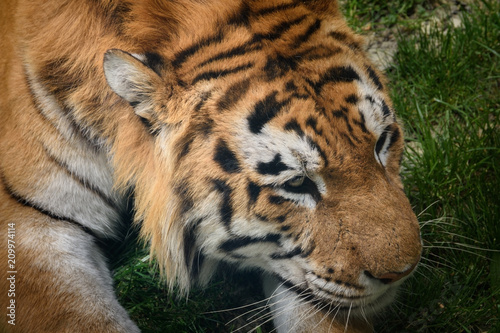 Face of a tiger close up