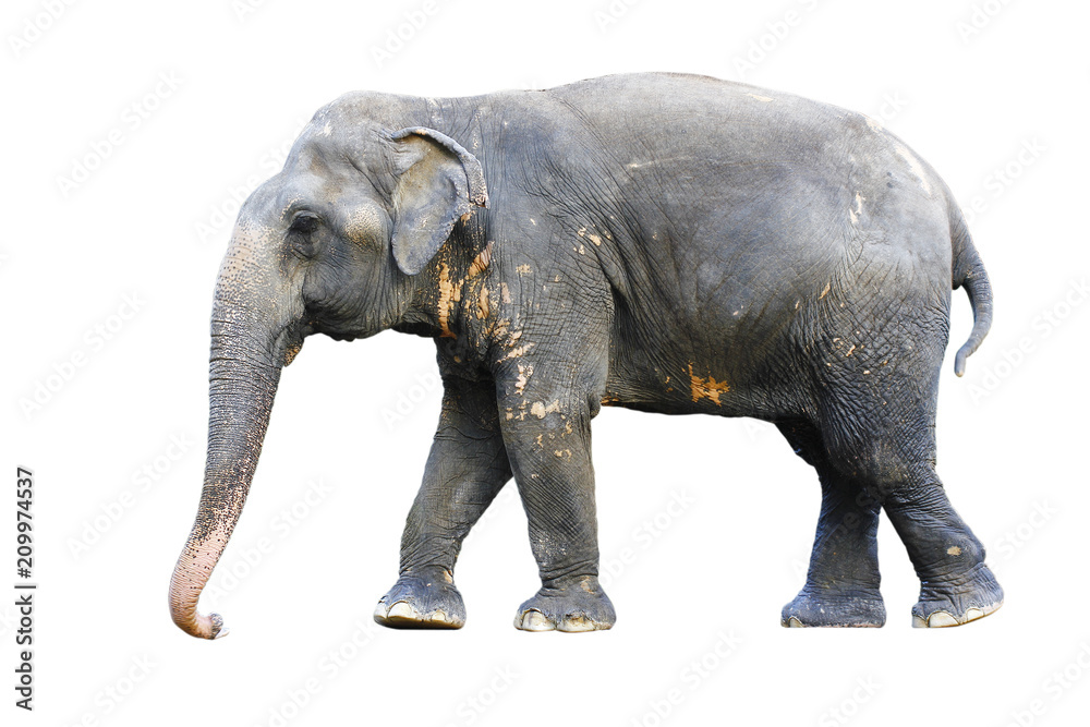 Fototapeta Asia elephant on isolated white background.with clipping path