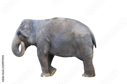 Asia elephant on isolated white background.with clipping path © singkamc