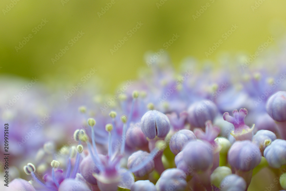 紫陽花の蕾と雄しべ 紫陽花の蕾と雄しべ