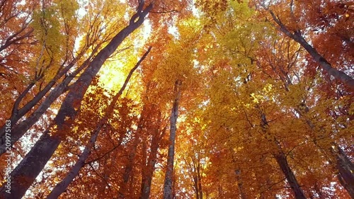 Looking up at autumn forest trees. Yellow and red leaves in the forest. Spinning your head looking to the trees