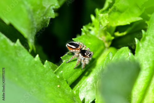A jumping spider hunting for prey on a green background. Life goes underfoot in a flower bed.