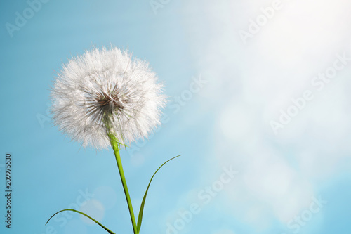 A beautiful dandelion  yellow salsify  against a background of a sunny blue sky. Summer background