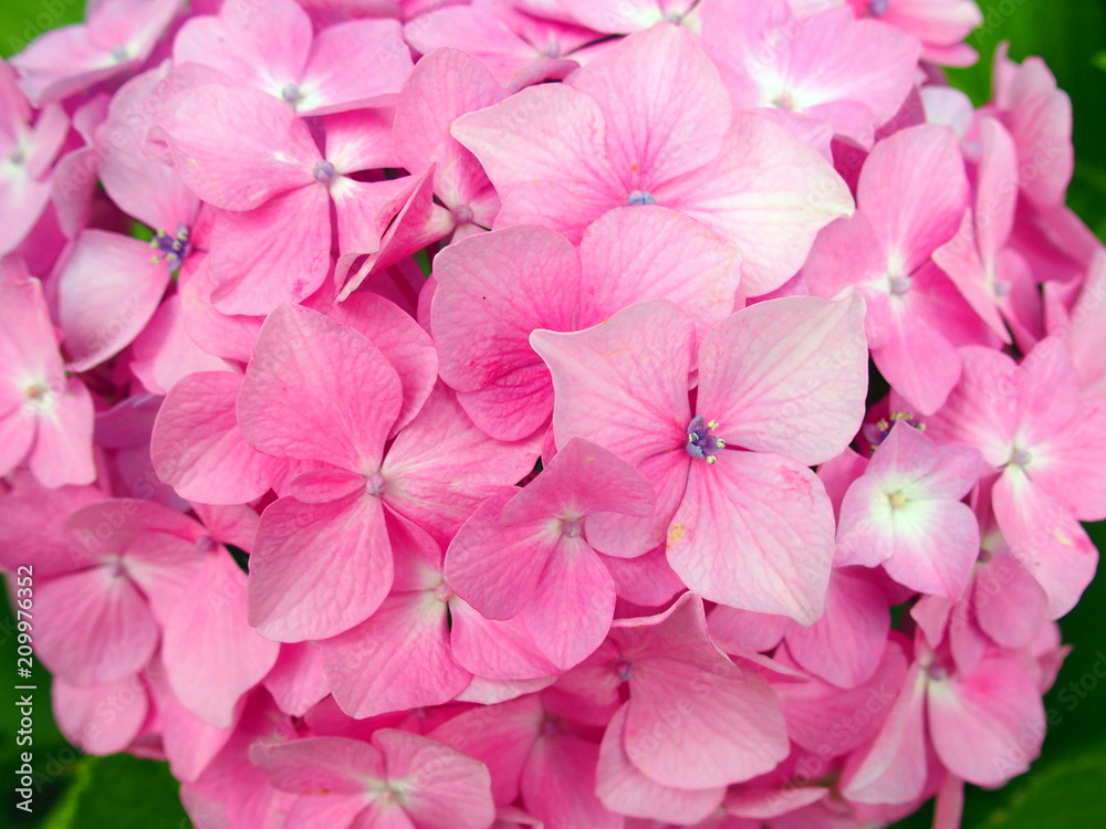 ピンクの紫陽花 ピンクの紫陽花