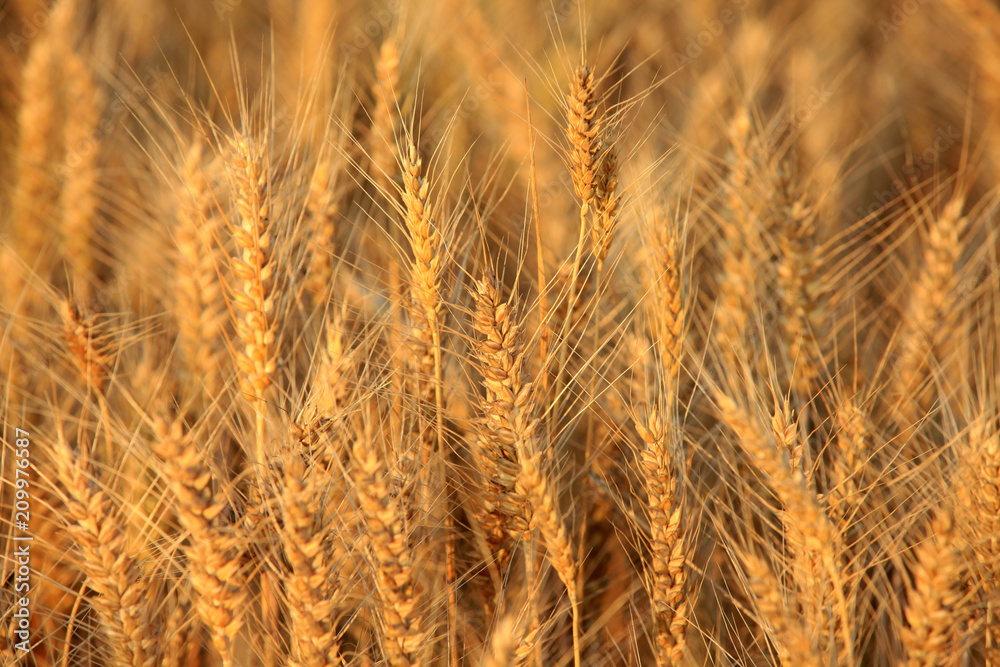 wheat mature