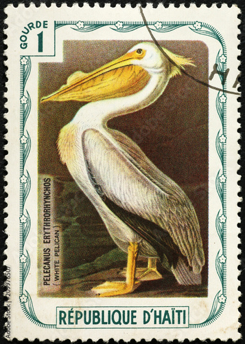 White Pelican painted by Audobon on postage stamp
