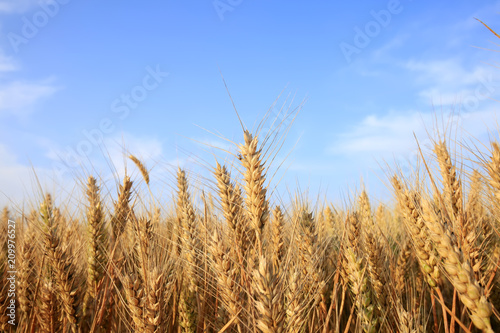 wheat mature © zhengzaishanchu