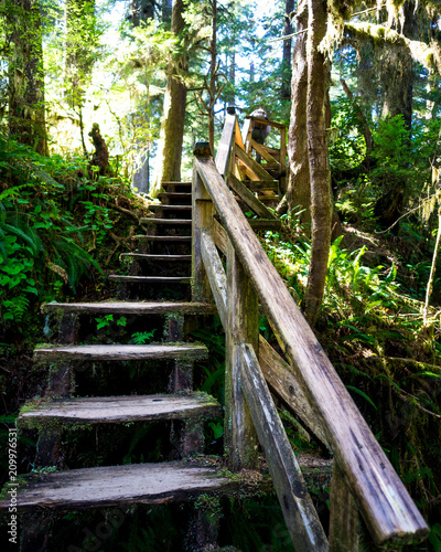 hiking trail going up stairs in the forest