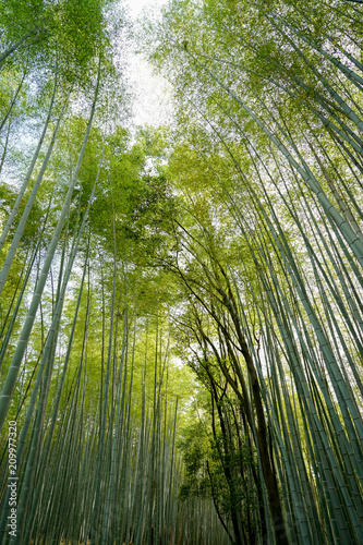 Bamboo grove in Arashiyama  Kyoto  Japan