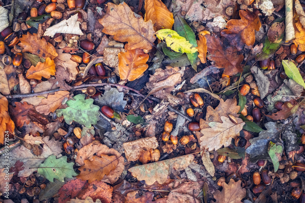 Obraz premium the autumn scene on the ground in the forest