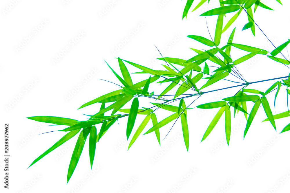 Fototapeta premium Gałęzie drzew i liście są zielone na białym tle.