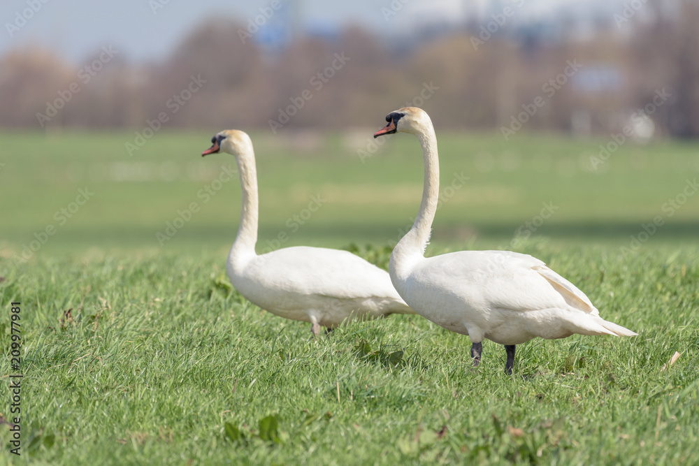 A couple of mute swans (cygnus olor) in a field A couple of mute swans (cygnus olor) in a field