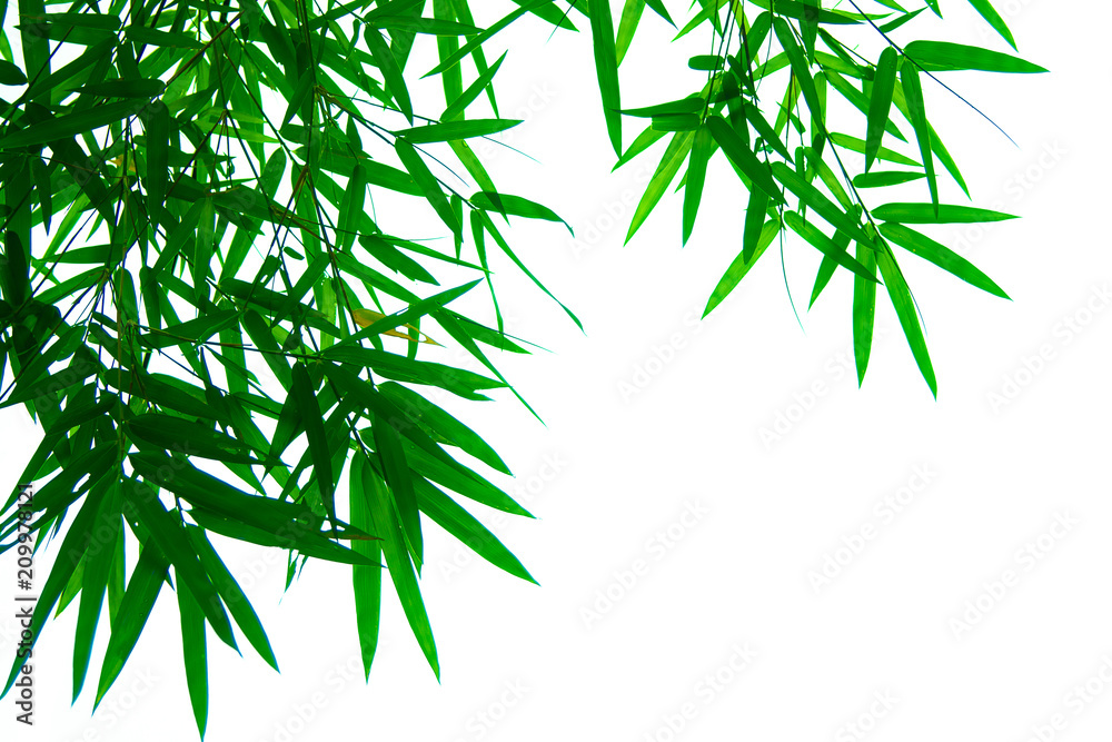 Tree branches and leaves are green on a white background. Tree branches and leaves are green on a white background.