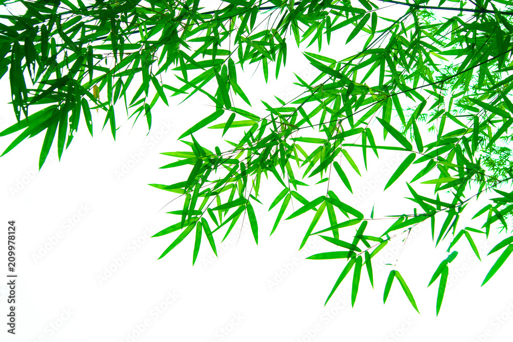 Tree branches and leaves are green on a white background. Tree branches and leaves are green on a white background.
