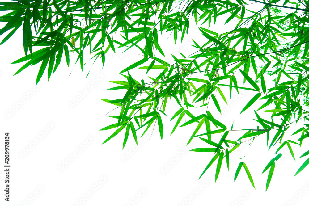 Tree branches and leaves are green on a white background. Tree branches and leaves are green on a white background.