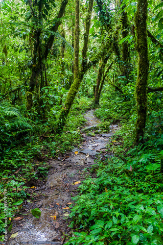 Hiking trail Sendero Los Quetzales in National Park Volcan Baru during rainy season  Panama.