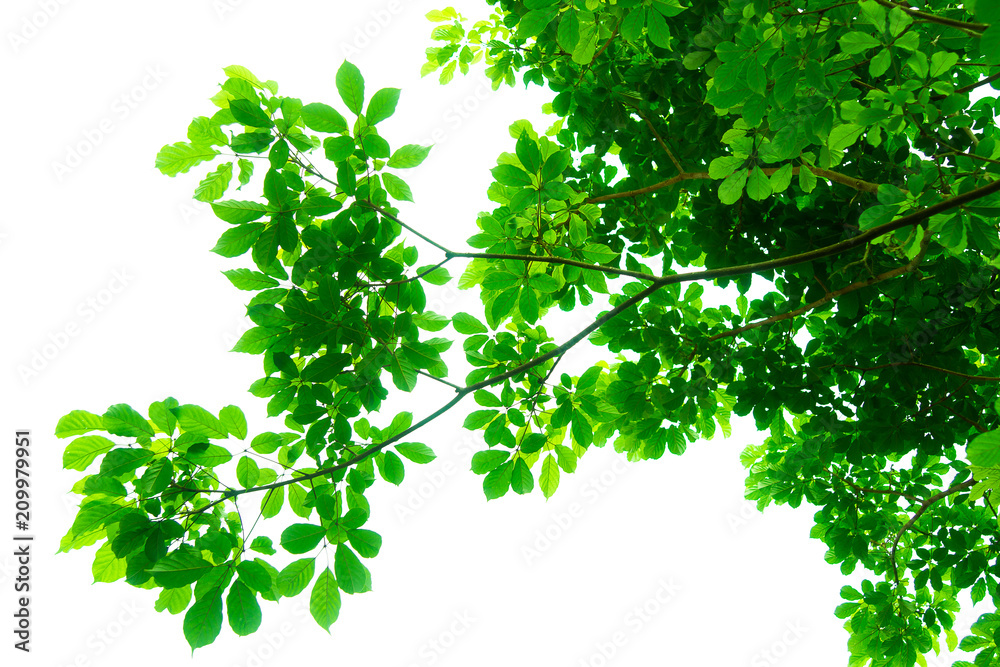 Tree branches and leaves are green on a white background. Tree branches and leaves are green on a white background.