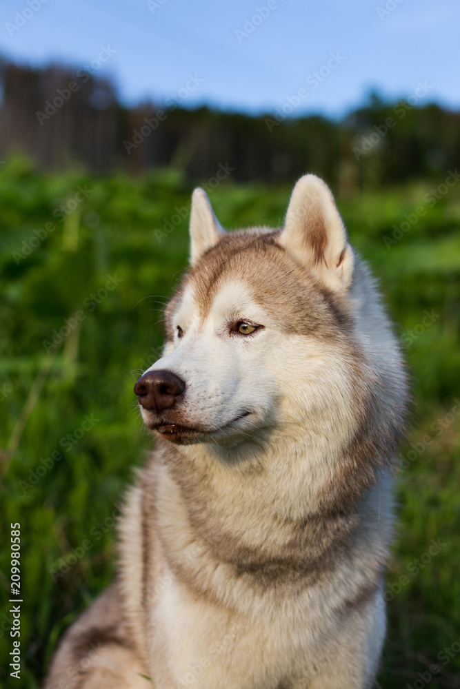 Close-up image of attentive dog breed siberian husky in the forest on a sunny day at sunset. Profile Portrait of husky dog on green grass background