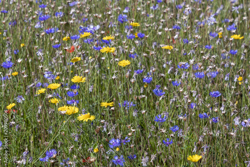 colorful natural wildflower meadow