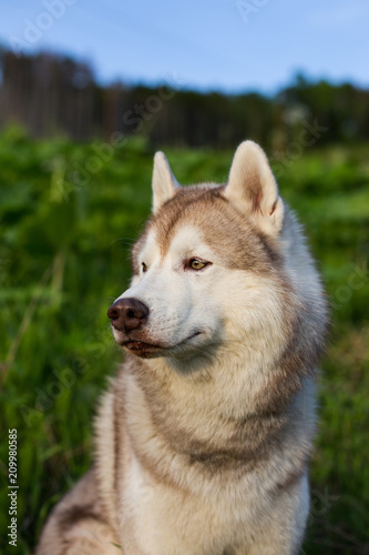 Close-up image of attentive dog breed siberian husky in the forest on a sunny day at sunset. Profile Portrait of husky dog on green grass background