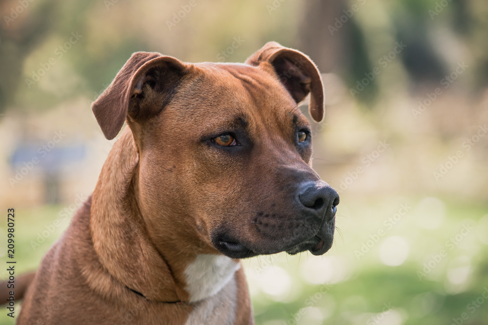 Close up of a Staffy in a park Close up of a Staffy in a park