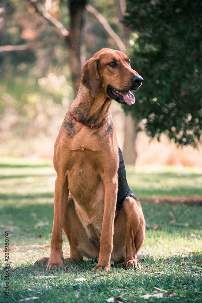 Beagle cross Bloodhound sitting in a park Stock Photo | Adobe Stock