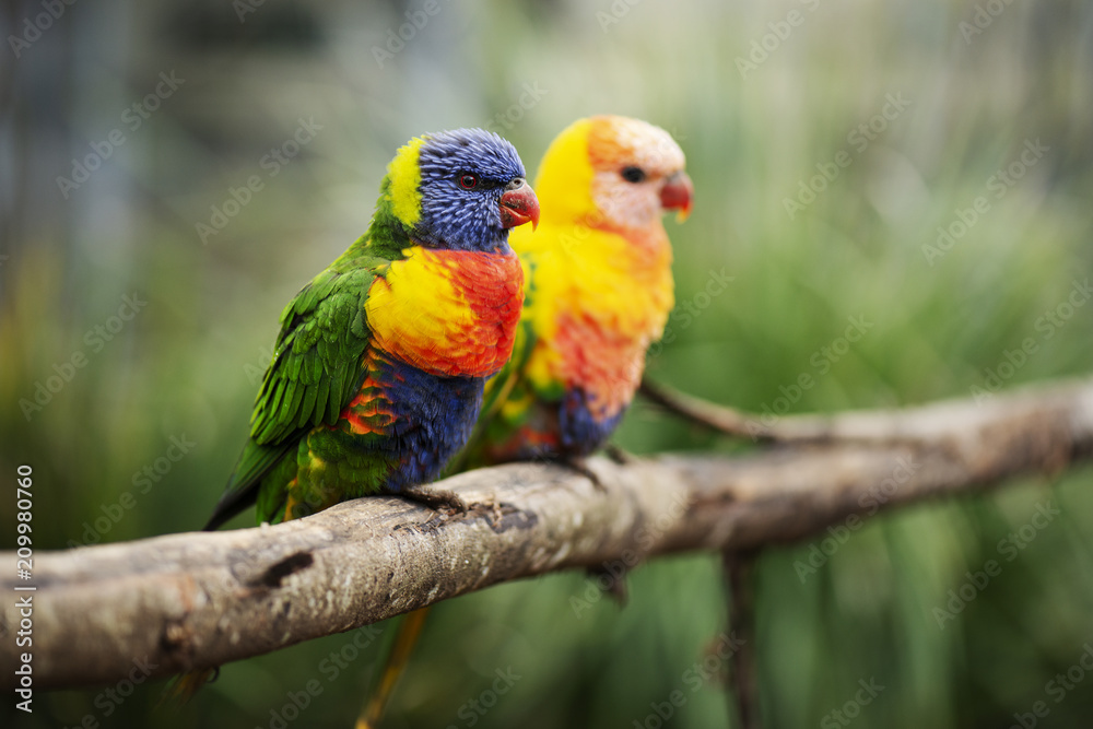 Fototapeta premium Rainbow lorikeet outside during the day.