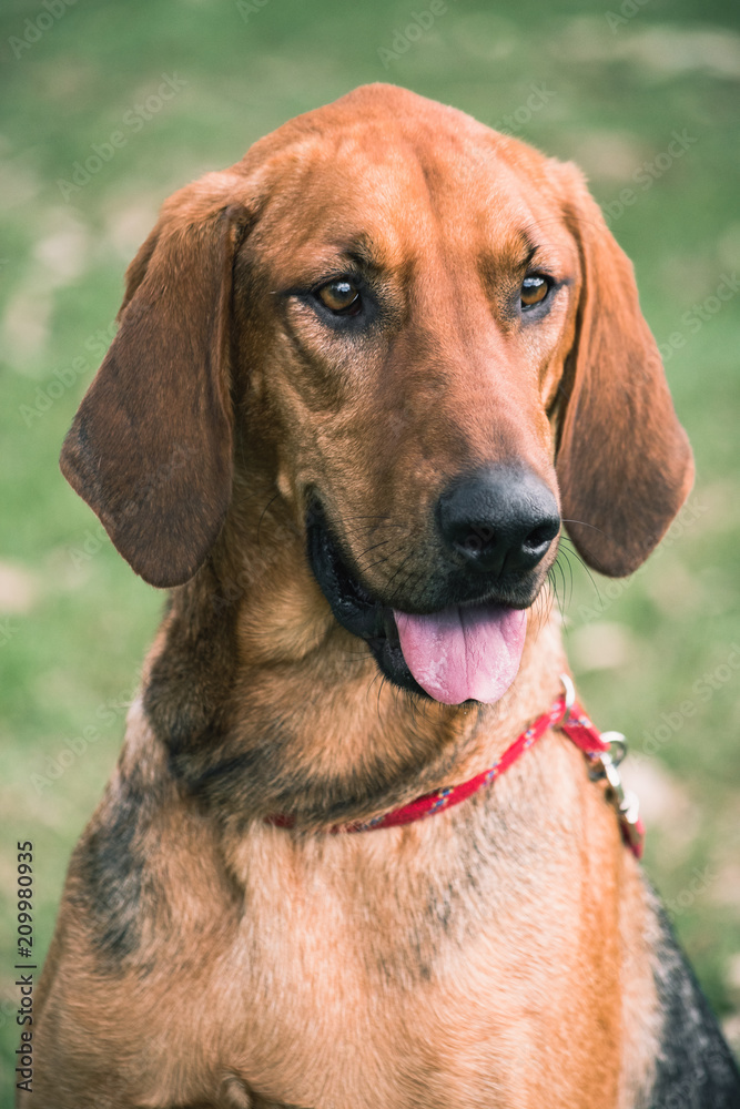 Beagle bloodhound mix for sale deals