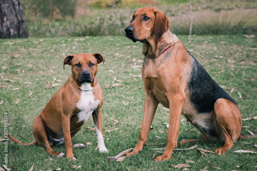 Two tanned coloured dogs sitting on grass